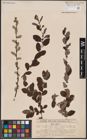 Foto von Salix aurita L.
